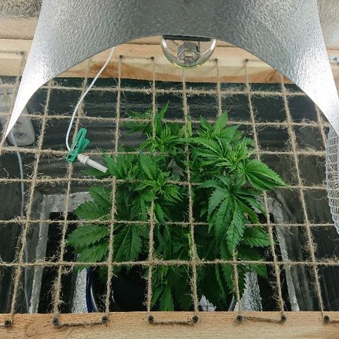Power Plant  growlog photo: Поровнял веточки под скрогом