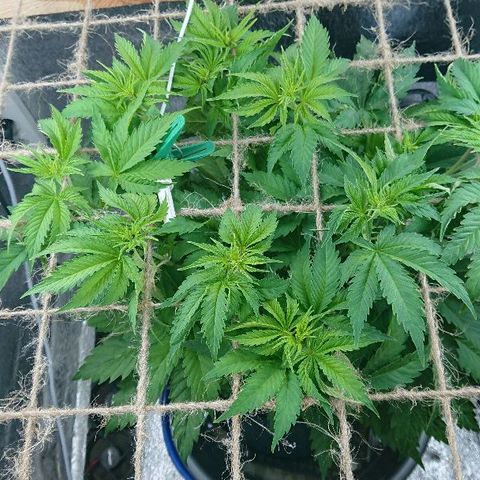 Power Plant  growlog timeline photo