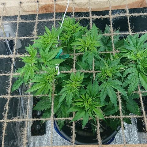Power Plant  growlog timeline photo