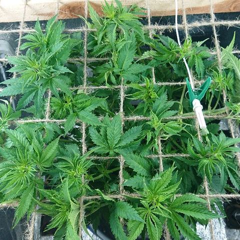 Power Plant  growlog timeline photo