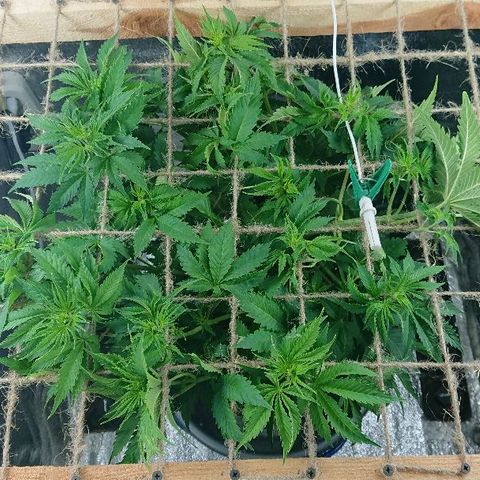Power Plant  growlog timeline photo