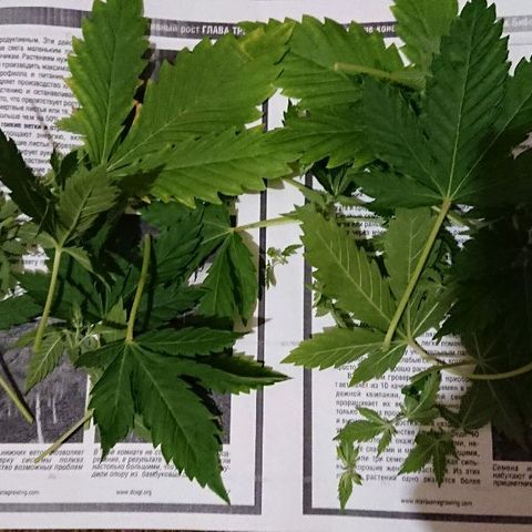Power Plant  growlog photo: После трима нижнего яруса 