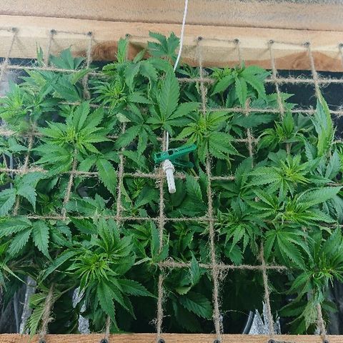 Power Plant  growlog photo: Небольшое голодание. 