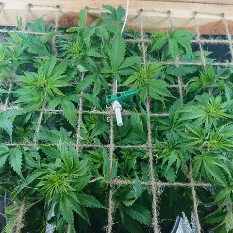 Power Plant  growlog photo: Небольшое голодание. 