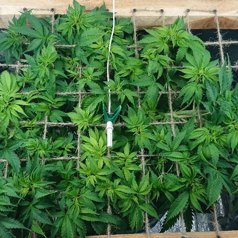 Power Plant  growlog photo: 40 день веги. 