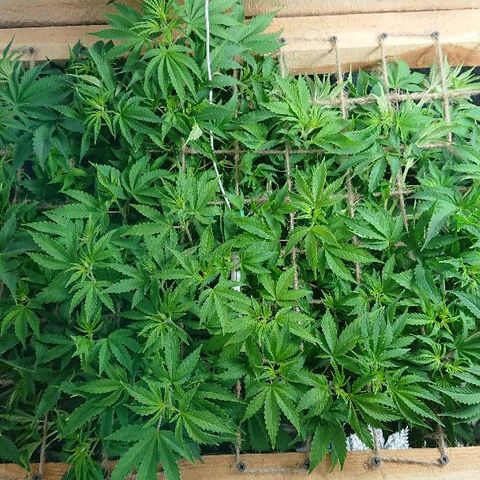 Power Plant  growlog photo: 44. День веги. С завтра цикл 12/12