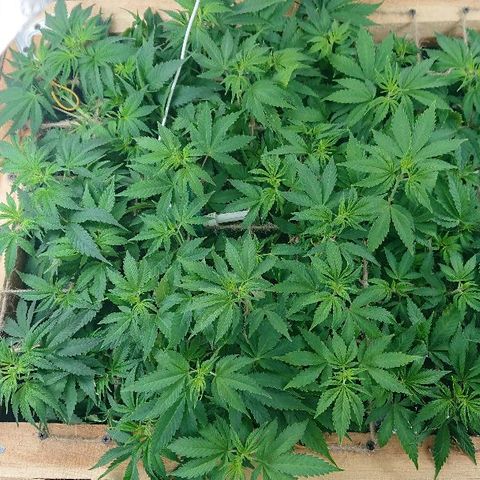 Power Plant  growlog photo: 47 день от каски. Второй день цвета. 