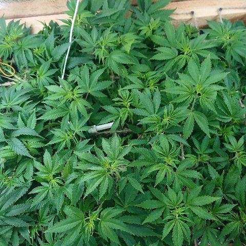 Power Plant  growlog photo: 47 день от каски. Второй день цвета. 