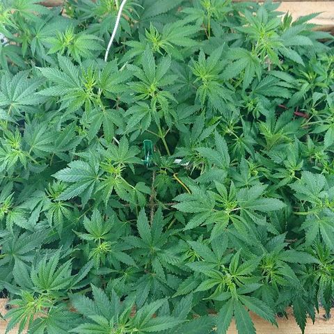 Power Plant  growlog timeline photo