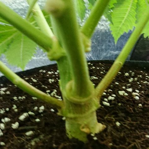 Power Plant  growlog timeline photo