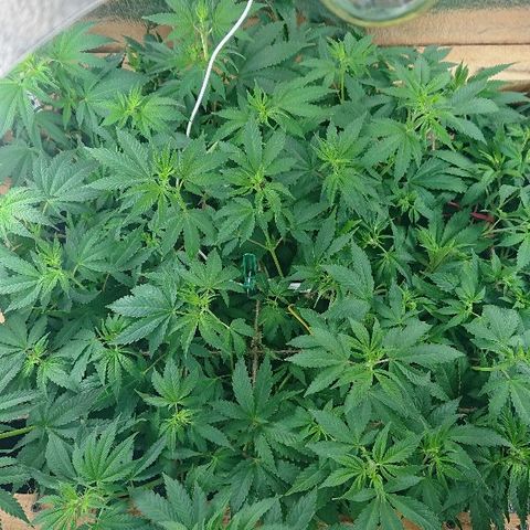 Power Plant  growlog timeline photo