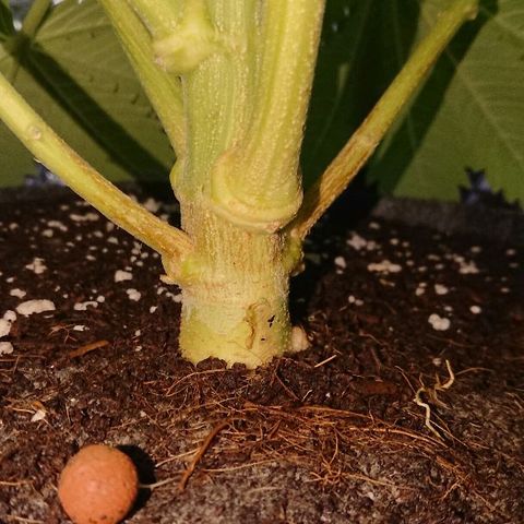 Power Plant  growlog photo: 9 день цвета, утро. 
