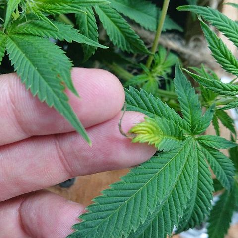 Power Plant  growlog photo: 9 день цвета, утро. 