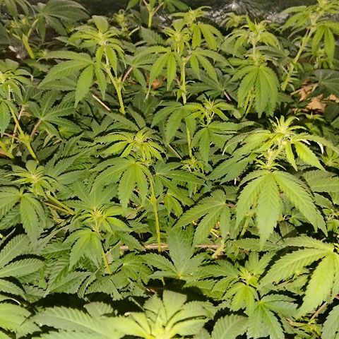 Power Plant  growlog photo: 9 день цвета, утро. 