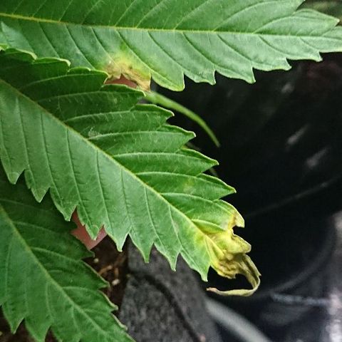 Power Plant  growlog photo: 9 день цвета, утро. 