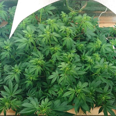 Power Plant  growlog photo: 9 день цвета, утро. 
