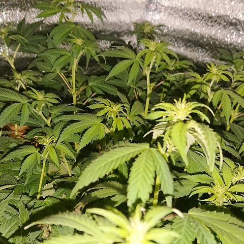 Power Plant  growlog photo: 9 день цвета, утро. 