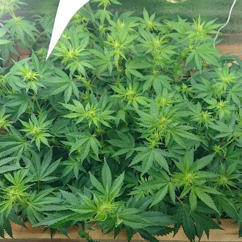 Power Plant  growlog photo: 11 день цвета. 
