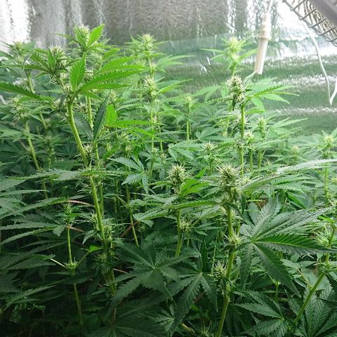Power Plant  growlog photo: Трим, а также бутоны цветочков!))) 