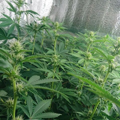 Power Plant  growlog photo: Трим, а также бутоны цветочков!))) 