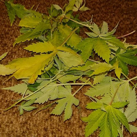 Power Plant  growlog photo: Трим, а также бутоны цветочков!))) 