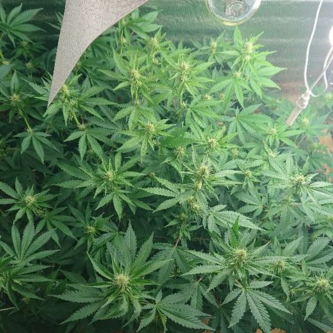 Power Plant  growlog photo: Трим, а также бутоны цветочков!))) 