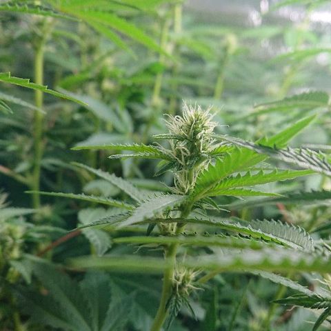 Power Plant  growlog photo: Трим, а также бутоны цветочков!))) 