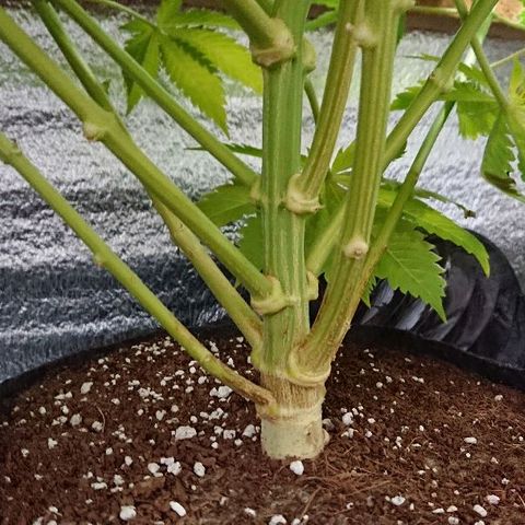 Power Plant  growlog timeline photo