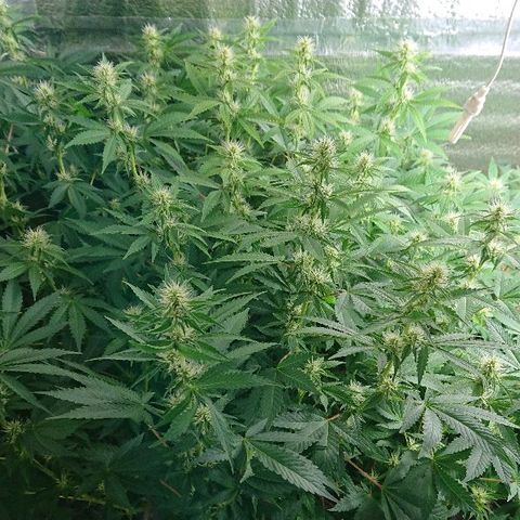 Power Plant  growlog timeline photo
