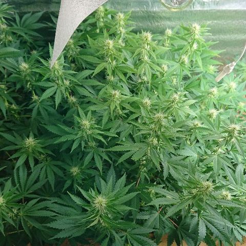 Power Plant  growlog timeline photo