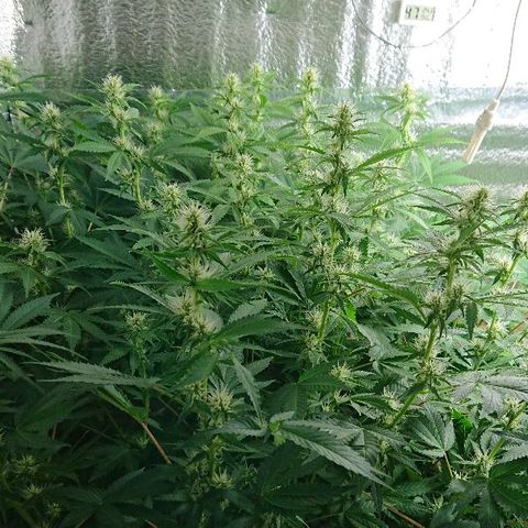 Power Plant  growlog timeline photo
