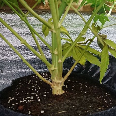 Power Plant  growlog timeline photo