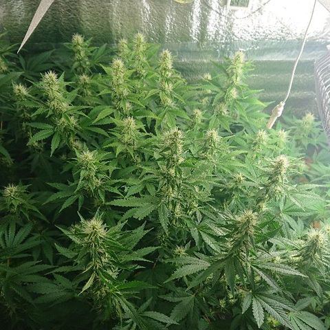 Power Plant  growlog timeline photo