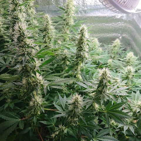 Power Plant  growlog photo: 30 дней цвета, цвет листьев и полет в целом нормальный 