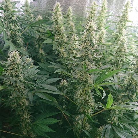 Power Plant  growlog photo: 30 дней цвета, цвет листьев и полет в целом нормальный 