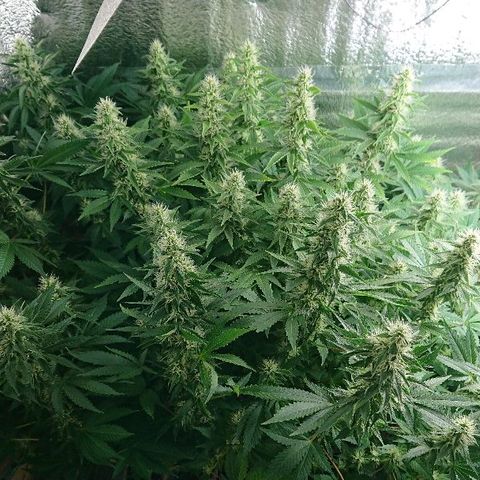 Power Plant  growlog photo: 30 дней цвета, цвет листьев и полет в целом нормальный 