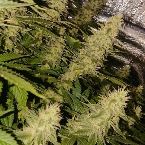 Power Plant  growlog photo: Цветем и пахнем, пахнем довольно сильно и затхло, но не ядовито 