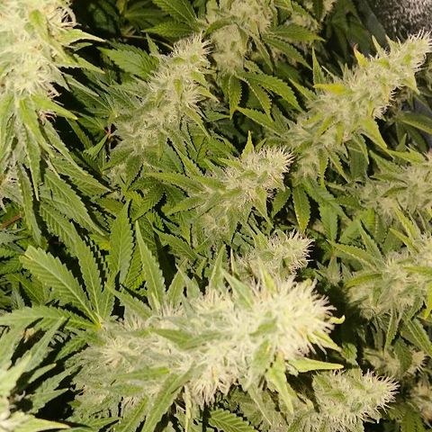 Power Plant  growlog photo: Цветем и пахнем, пахнем довольно сильно и затхло, но не ядовито 