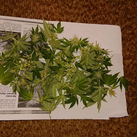 Power Plant  growlog photo: Подрезка побегов 