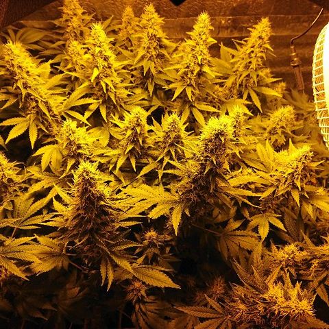 Power Plant  growlog timeline photo