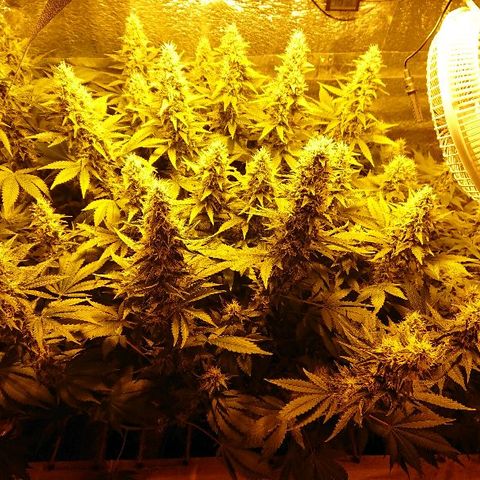 Power Plant  growlog timeline photo