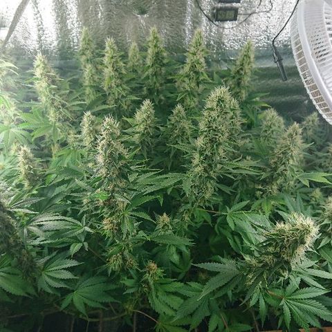Power Plant  growlog timeline photo