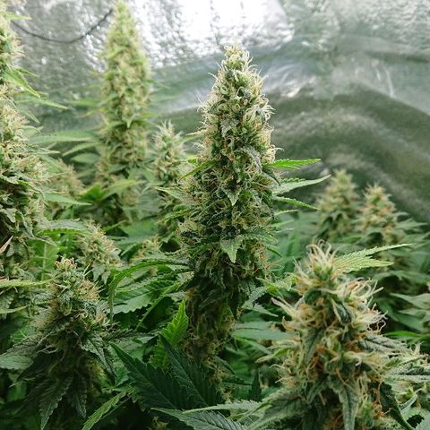 Power Plant  growlog photo: 45 день цвета. Шишки за неделю немного выросли, но не сильно