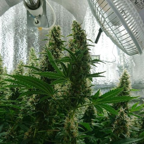 Power Plant  growlog photo: 45 день цвета. Шишки за неделю немного выросли, но не сильно