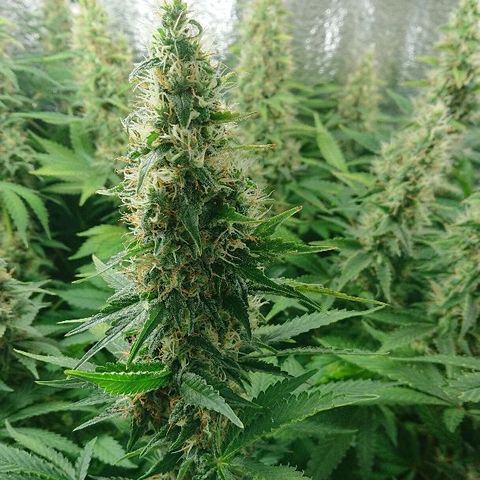 Power Plant  growlog photo: 45 день цвета. Шишки за неделю немного выросли, но не сильно