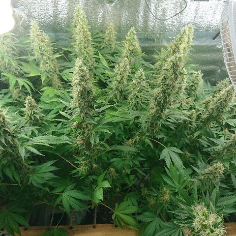 Power Plant  growlog photo: 45 день цвета. Шишки за неделю немного выросли, но не сильно