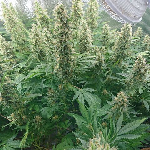 Power Plant  growlog photo: 45 день цвета. Шишки за неделю немного выросли, но не сильно