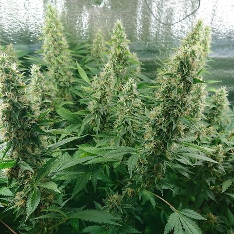 Power Plant  growlog photo: 45 день цвета. Шишки за неделю немного выросли, но не сильно