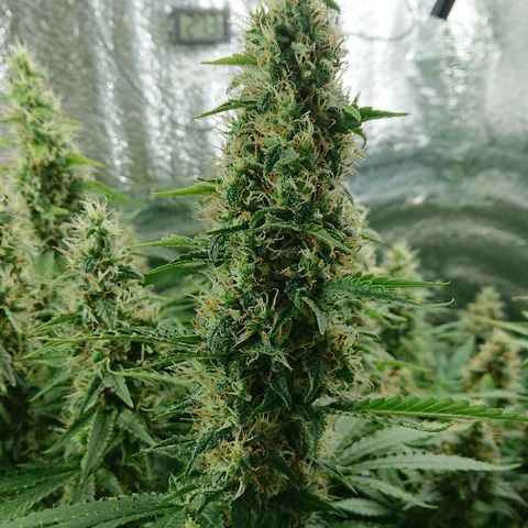 Power Plant  growlog photo: 45 день цвета. Шишки за неделю немного выросли, но не сильно