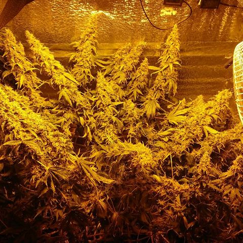 Power Plant  growlog photo: Высохла. Виноват. Не уследил.
Прости меня Джа... 